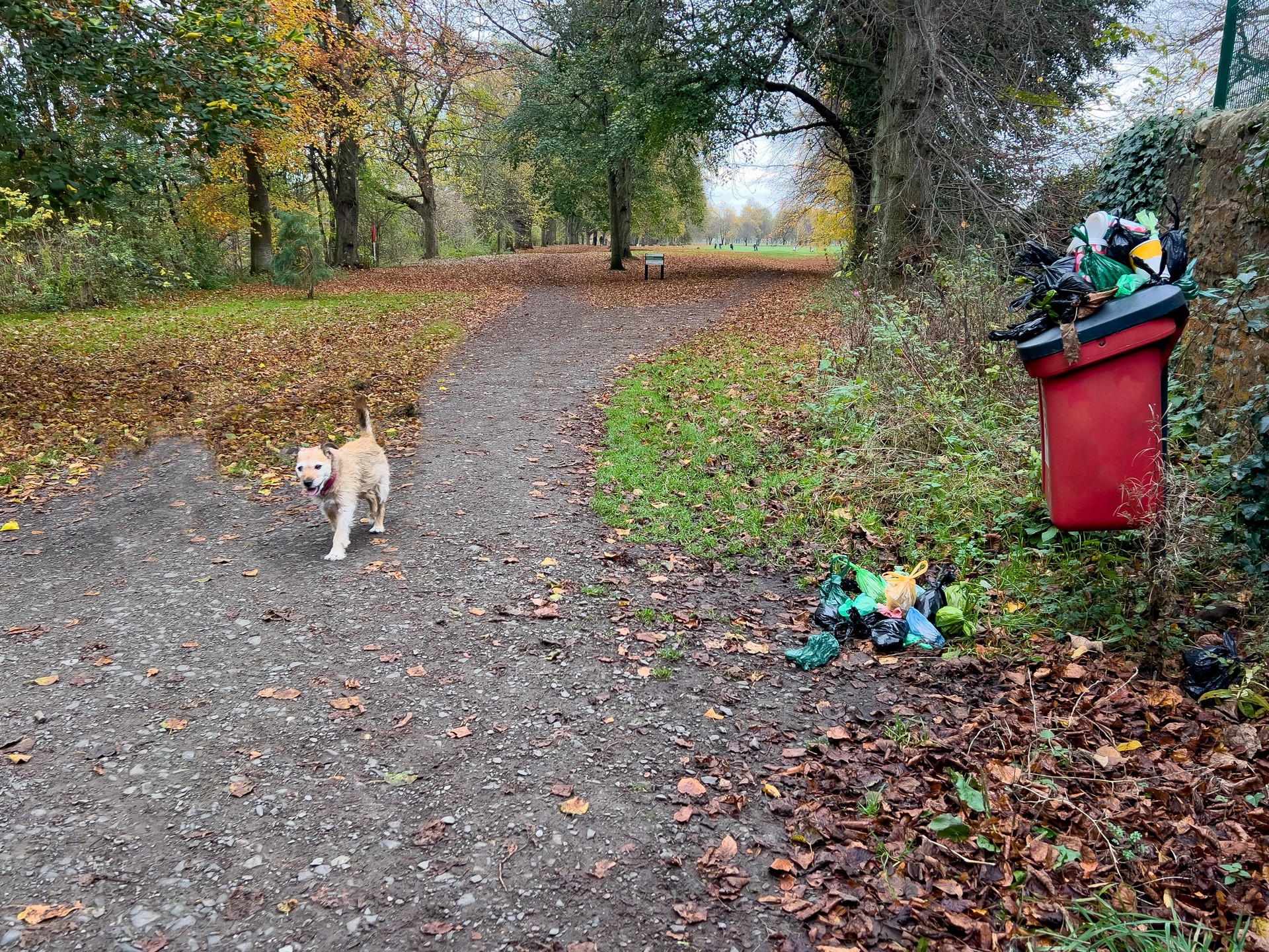 Full Dog Wastebin In Public Park