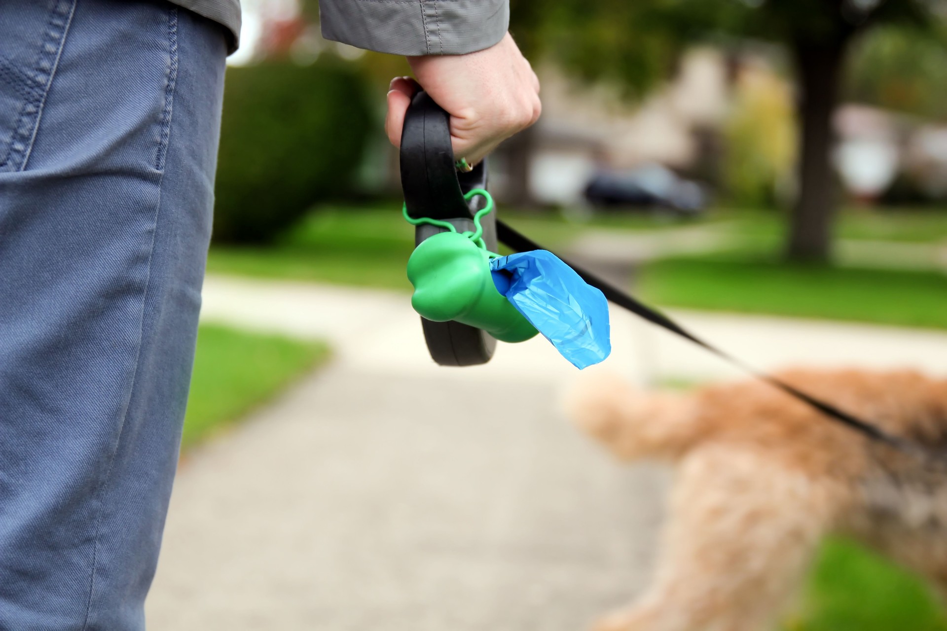 Man  Picking up / cleaning up dog droppings